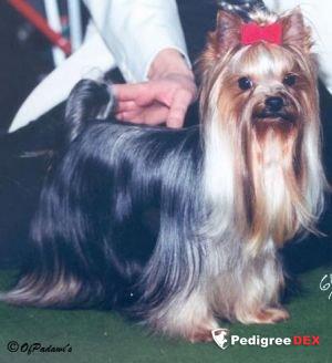 CAMPARIS SOLITAIRE — Labaza DogPedigree YorkshireTerrier