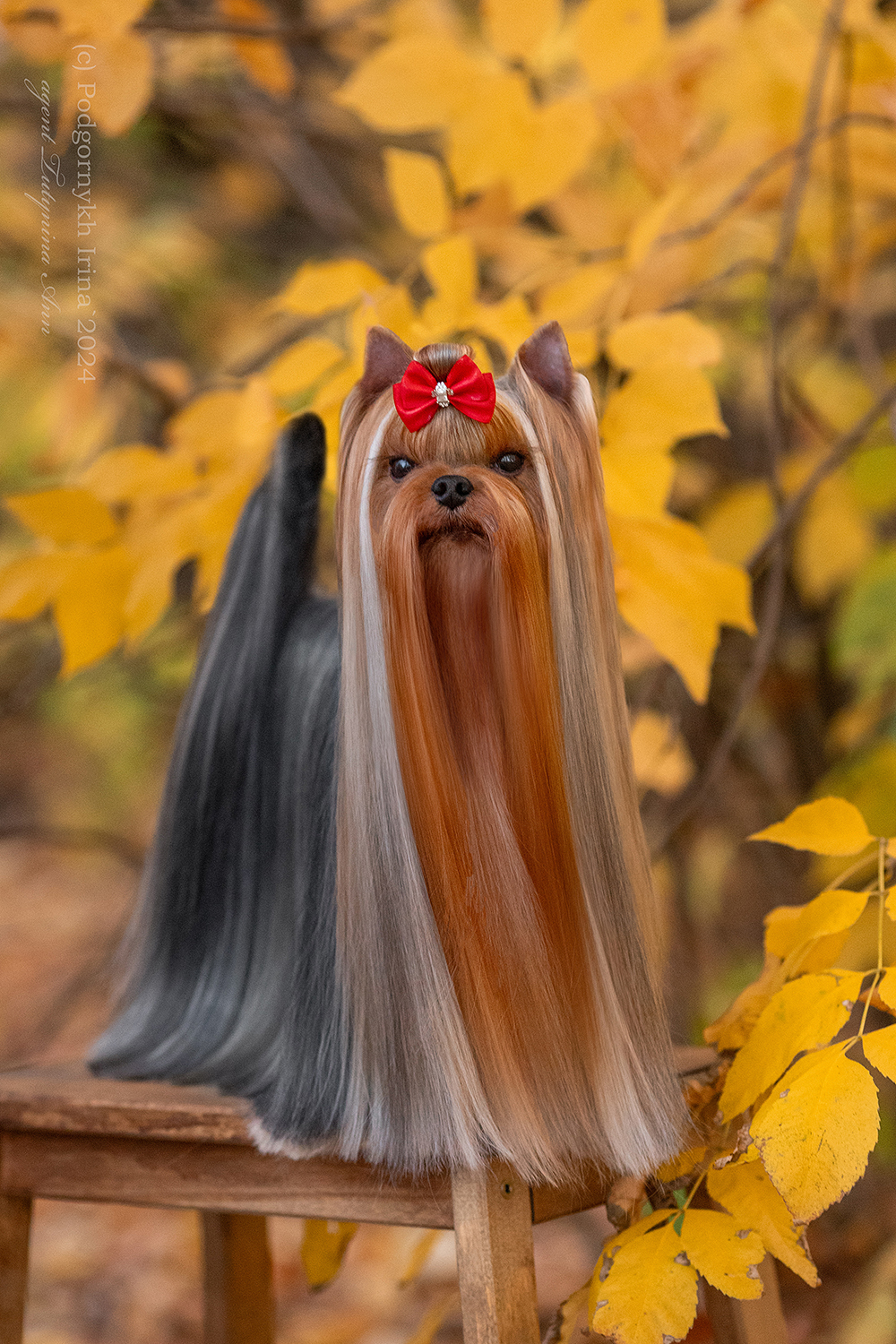 Laranta LARANTA TOTORO — Labaza DogPedigree YorkshireTerrier