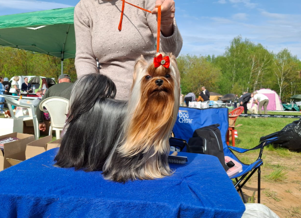  ZVEZDA ALBIONA TESTAROSSA — Labaza DogPedigree YorkshireTerrier