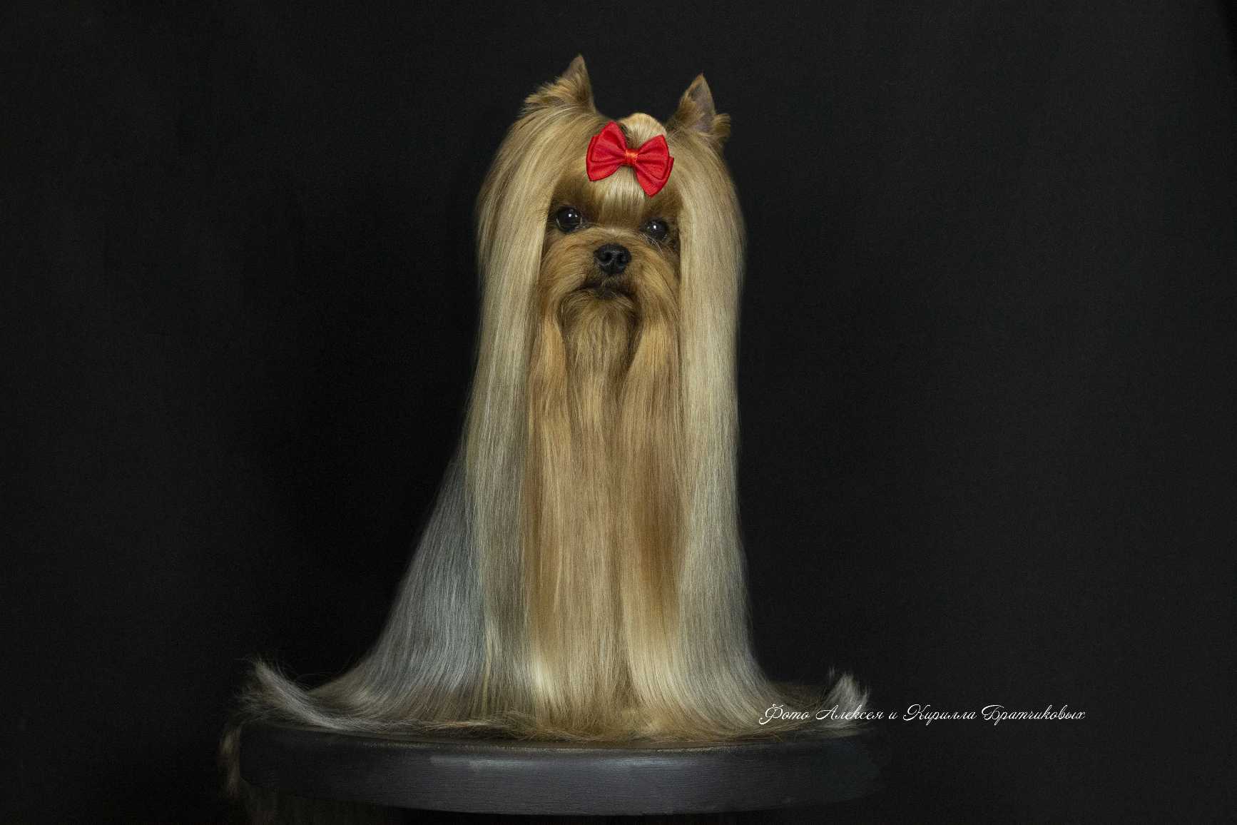  SILK PARADISE NIKI — Labaza DogPedigree YorkshireTerrier