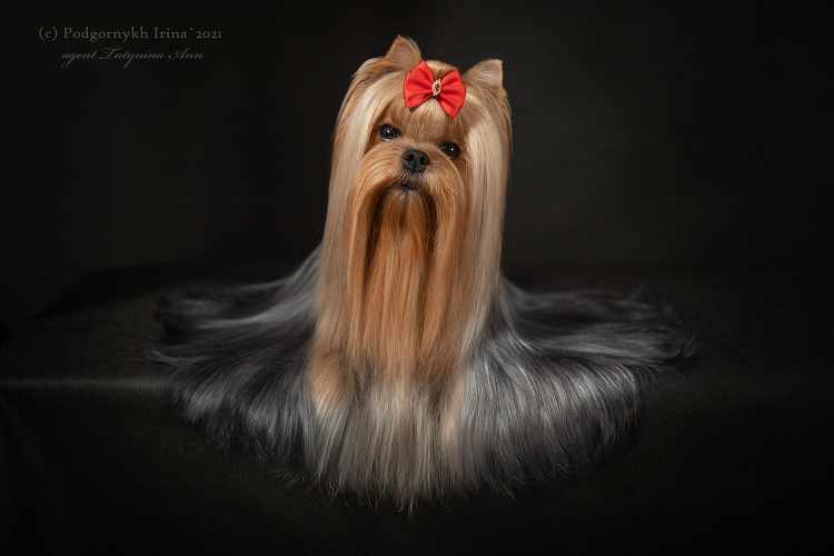 IZH PRESTIZH STEFANIYA — Labaza DogPedigree YorkshireTerrier