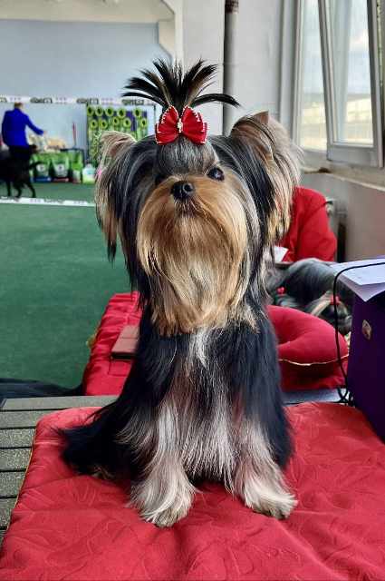 SILK AND SHINE KOSTA-RIKA — Labaza DogPedigree YorkshireTerrier