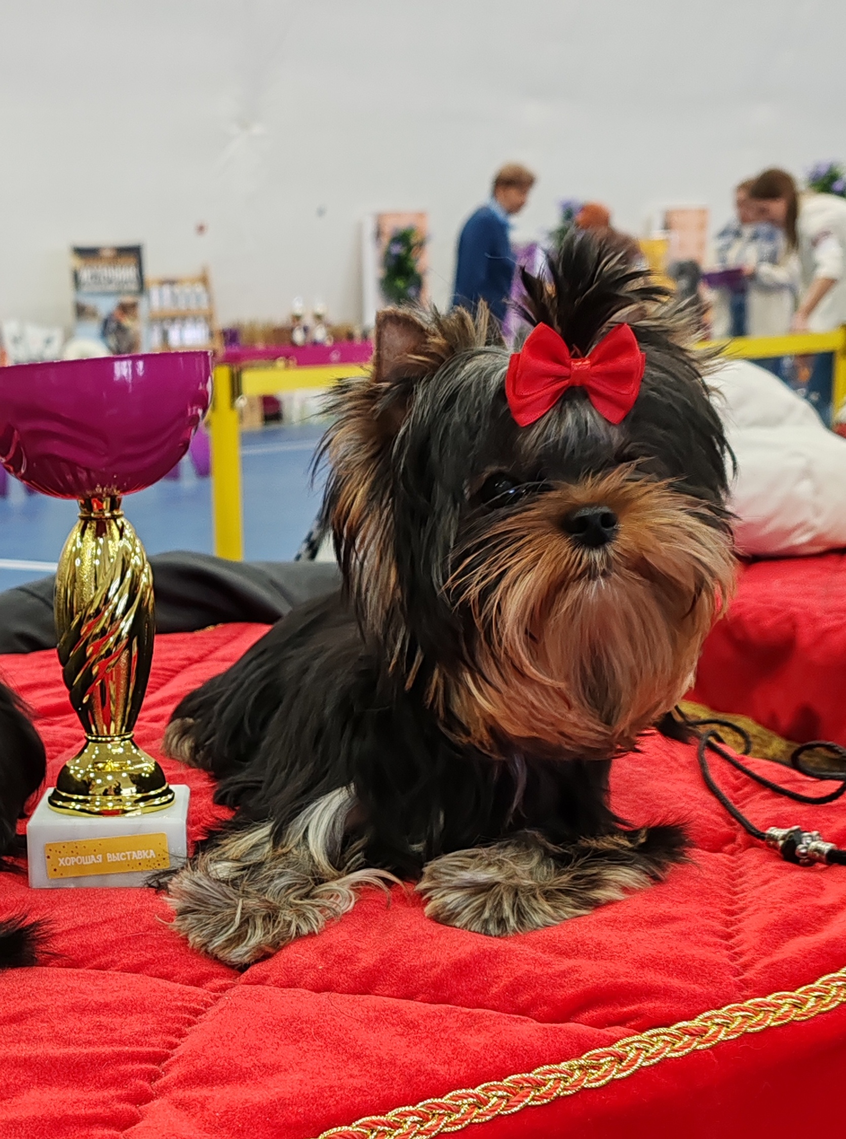 SILK AND SHINE KIARA — Labaza DogPedigree YorkshireTerrier