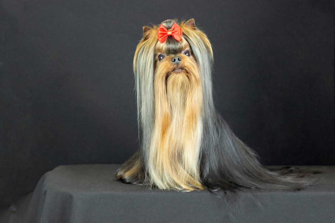 GOLDEN LOTOS NINDZYA — Labaza DogPedigree YorkshireTerrier