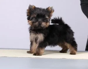 IMP IN SKIRT YUPITER — Labaza DogPedigree YorkshireTerrier