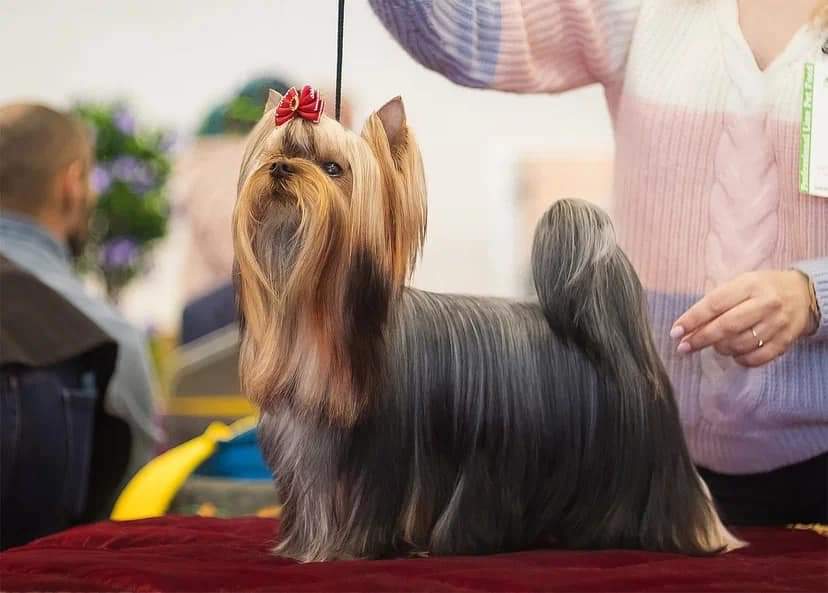CHUDESNAYA MARKIZA DE POMPADUR — Labaza DogPedigree YorkshireTerrier
