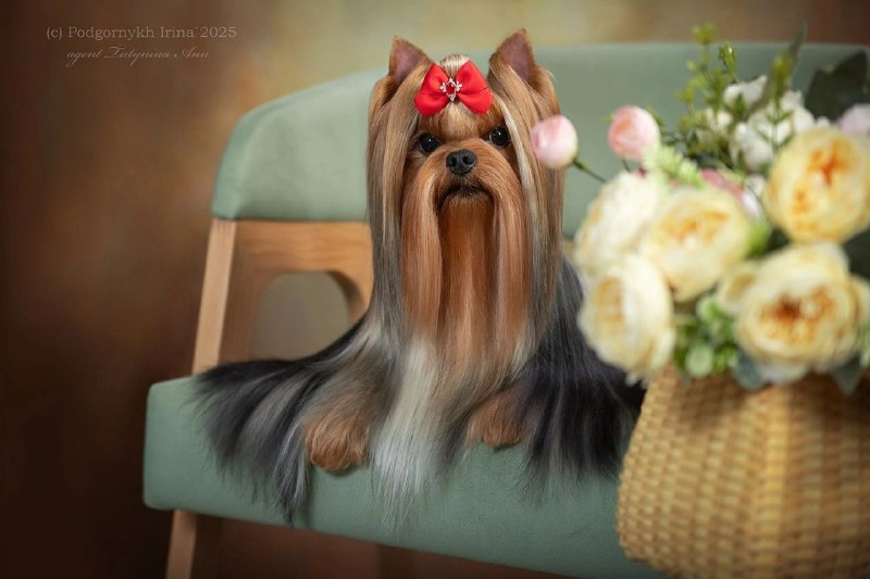  GOLDEN LOTOS RITSA — Labaza DogPedigree YorkshireTerrier