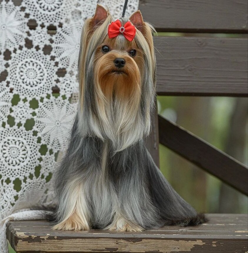 OLIVIYA — Labaza DogPedigree YorkshireTerrier