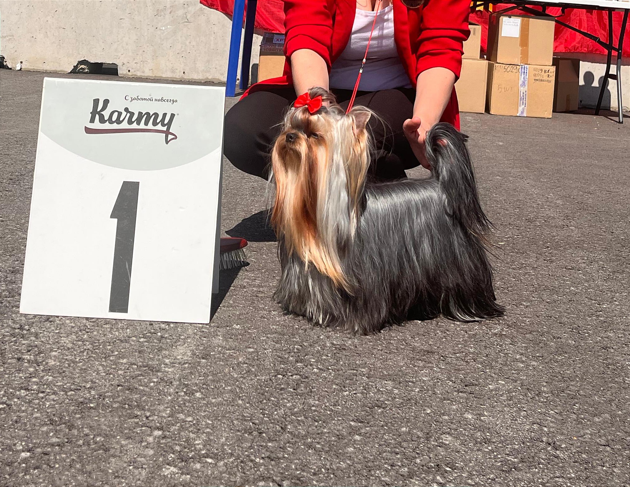 IRESK'S GOLDIE АILISH SAFIRA — Labaza DogPedigree YorkshireTerrier