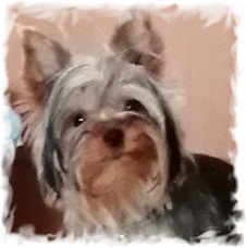  LUCKY BEGGAR MINAMI — Labaza DogPedigree YorkshireTerrier