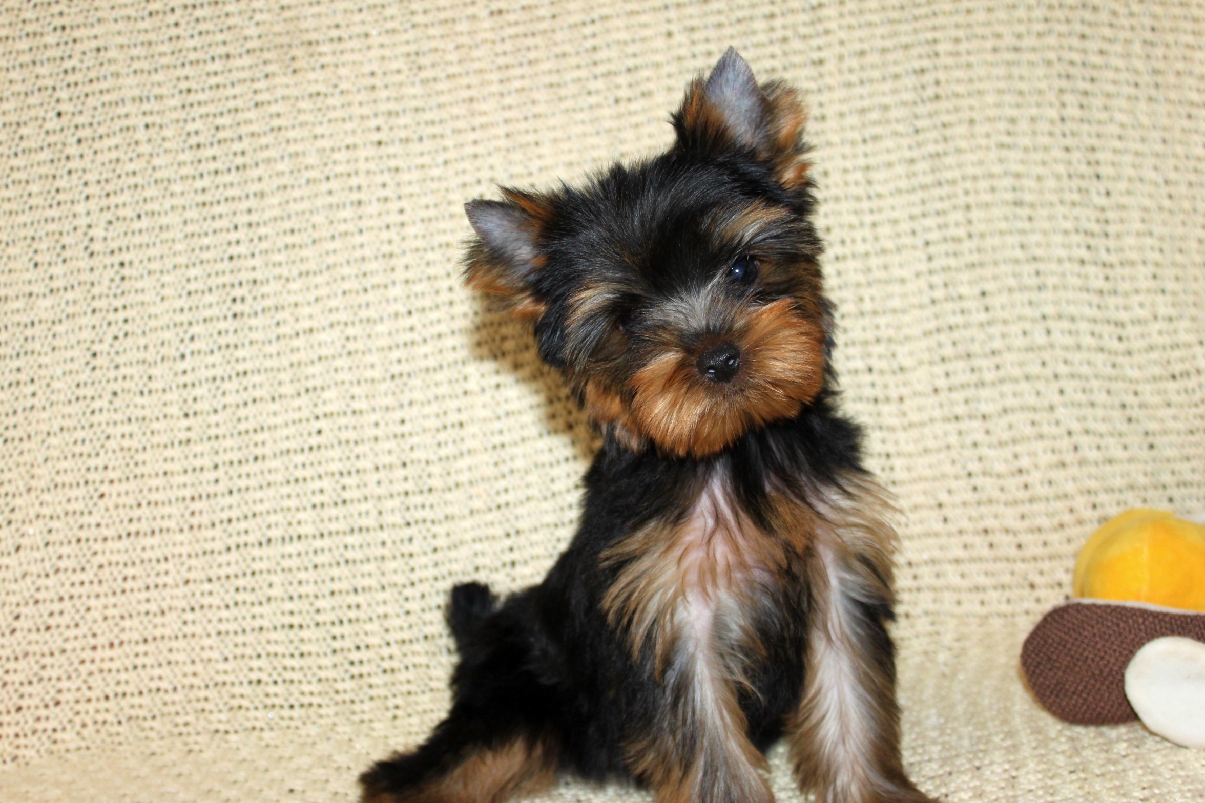 Video Star VIDEO STAR ALMAZ — Labaza DogPedigree YorkshireTerrier