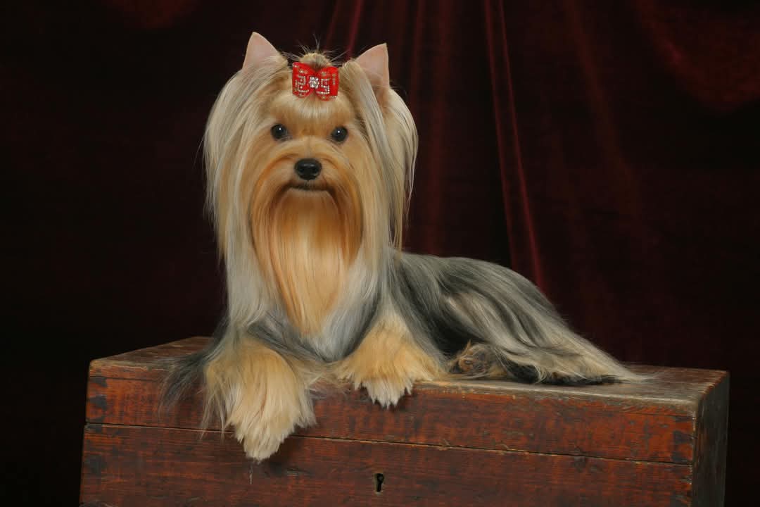  TOY SAVOY CHEESE WIESE — Labaza DogPedigree YorkshireTerrier
