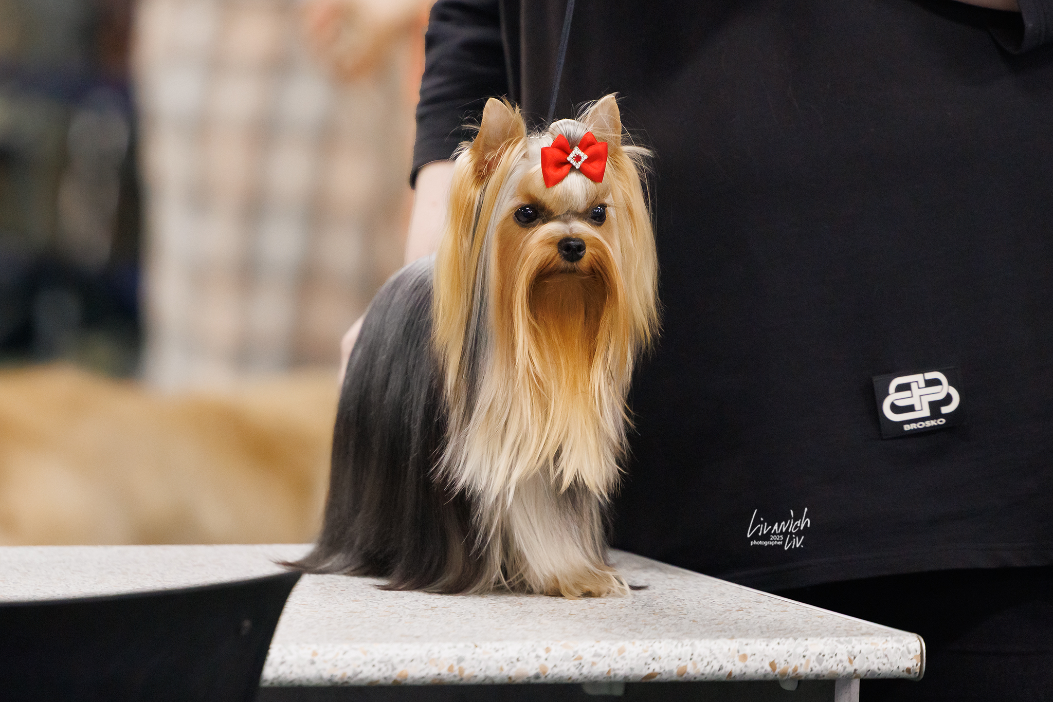 VIDEO STAR CHOSEN ONE — Labaza DogPedigree YorkshireTerrier