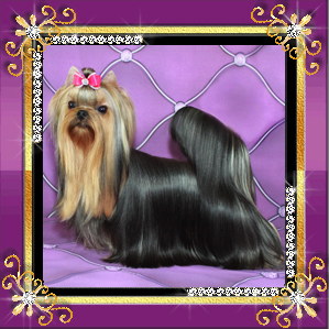 Stjumers STJUMERS SE-LYA-VI — Labaza DogPedigree YorkshireTerrier