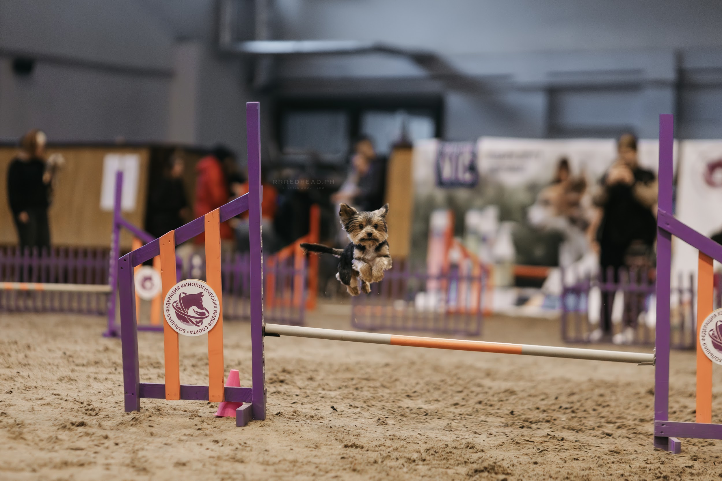 MERCEDES-BENZ — Labaza DogPedigree YorkshireTerrier
