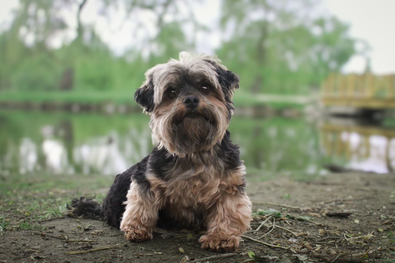 DENI — Labaza DogPedigree YorkshireTerrier
