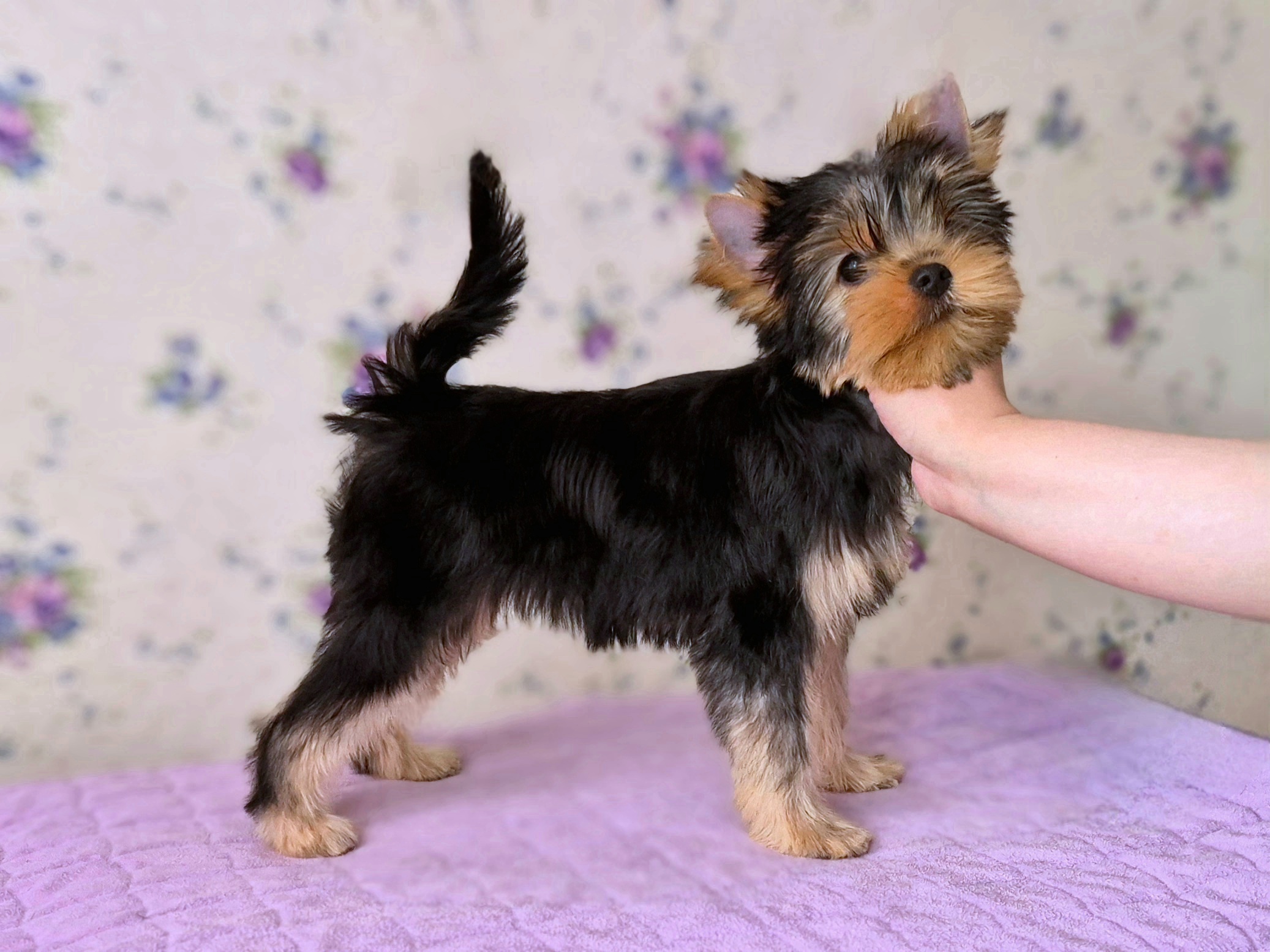 Vole'T Shou VOLE'T SHOU FAVORITKA — Labaza DogPedigree YorkshireTerrier