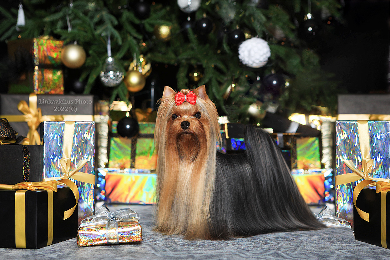 DALI KEY JE T'AIME — Labaza DogPedigree YorkshireTerrier