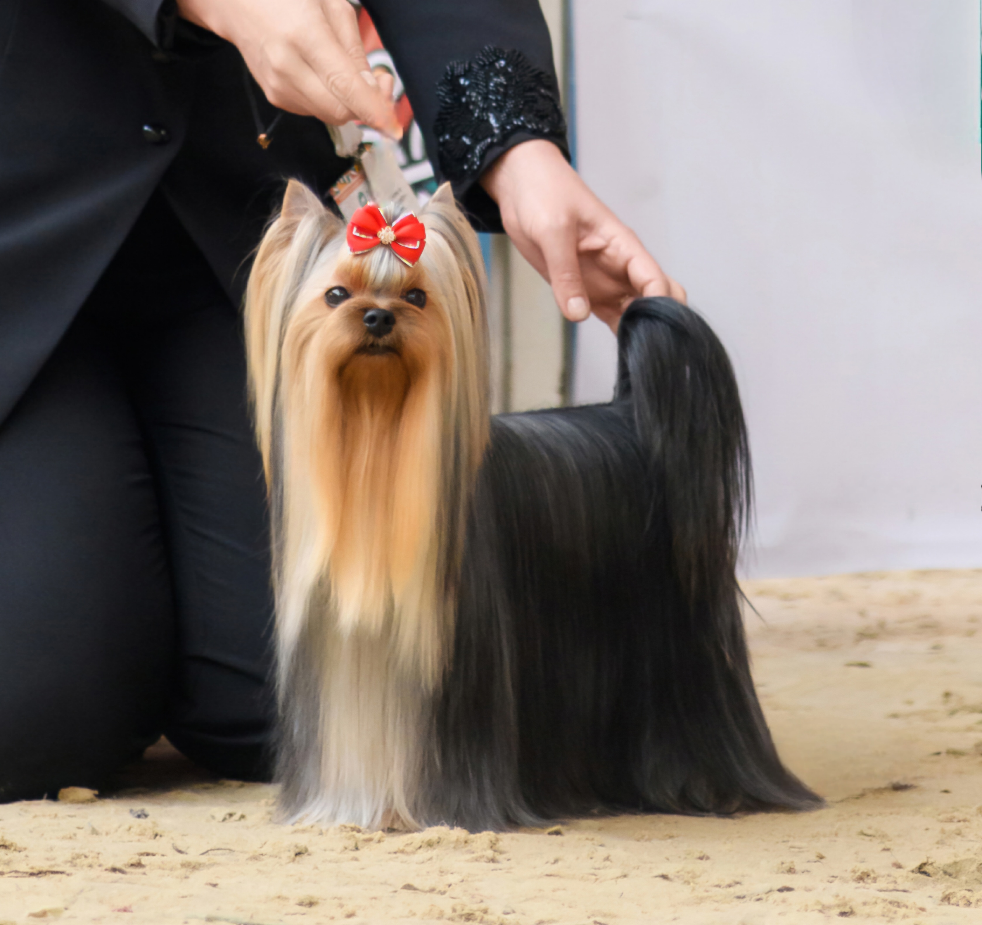 VOLE'T SHOU QUINTESSENCE — Labaza DogPedigree YorkshireTerrier