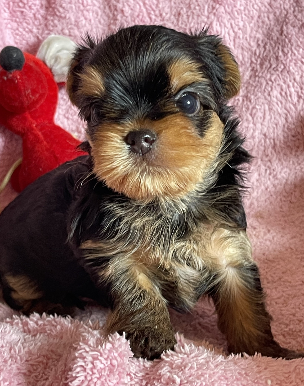 Star Queen STAR QUEEN STARBURST — Labaza DogPedigree YorkshireTerrier