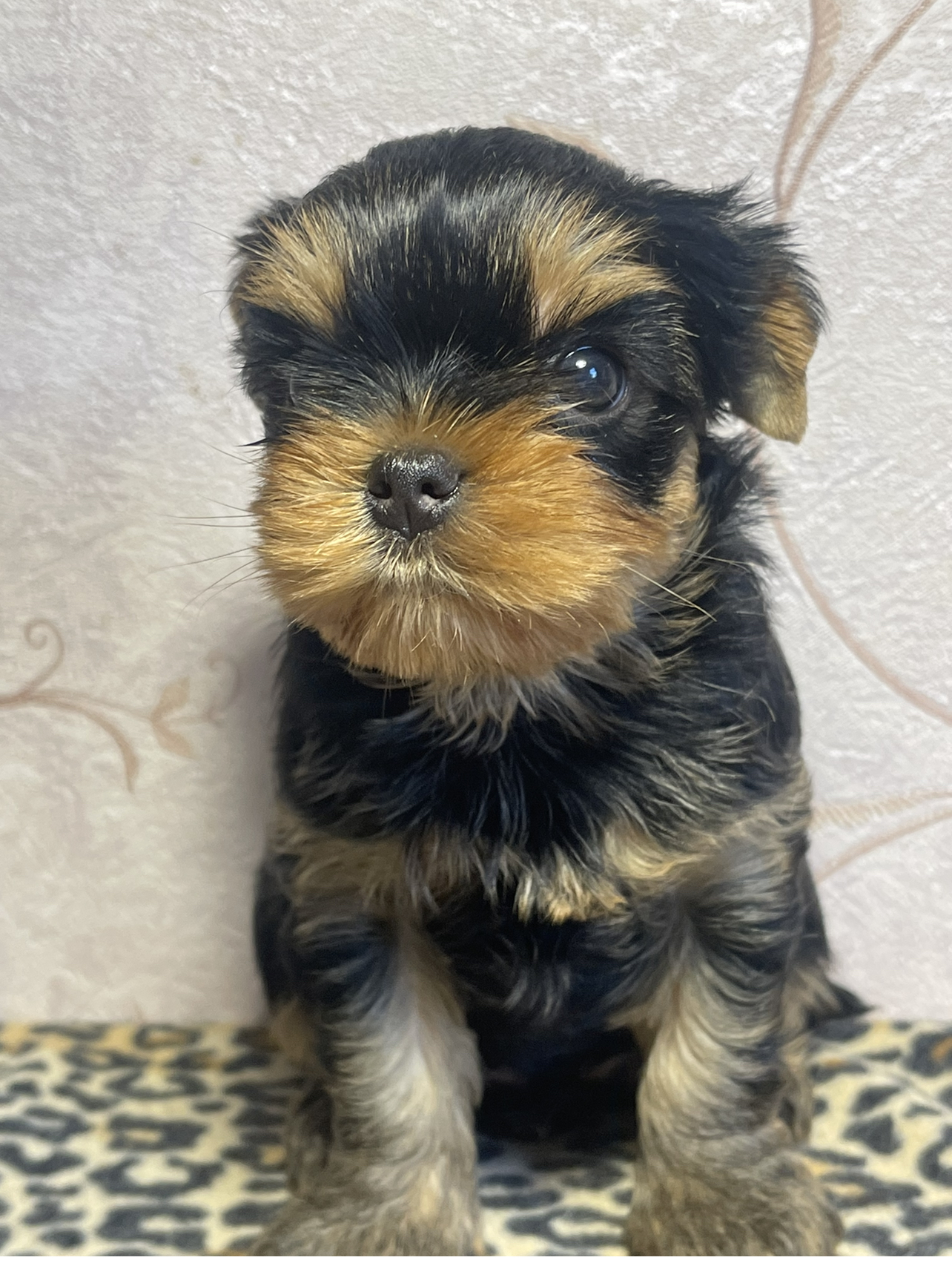 Star Queen STAR QUEEN SNICKERS — Labaza DogPedigree YorkshireTerrier