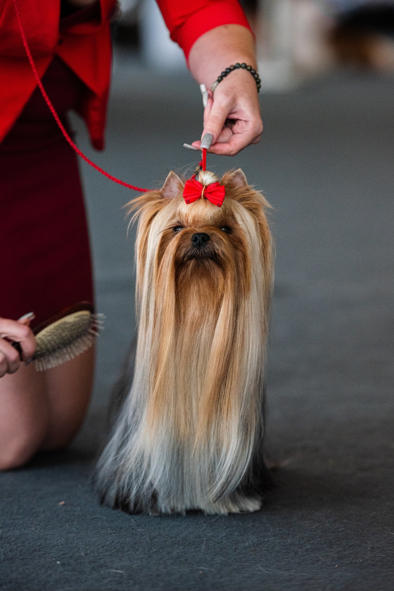 Manris Le Bri MANRIS LE BRI CLASSIKA EST ISTINA — Labaza DogPedigree YorkshireTerrier