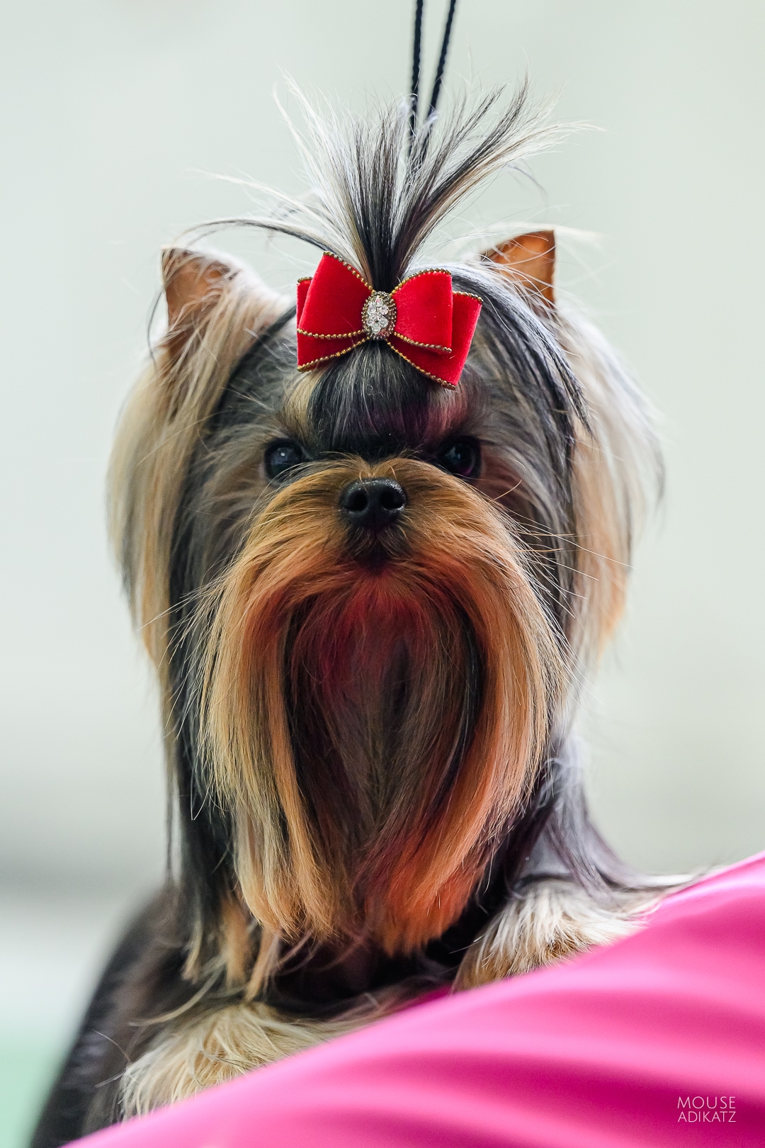 FASHION PARTY NUMBER ONE — Labaza DogPedigree YorkshireTerrier