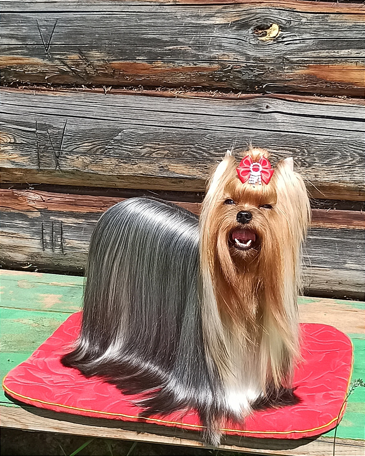  AZALEA LOVELY-SPRING MELODY — Labaza DogPedigree YorkshireTerrier