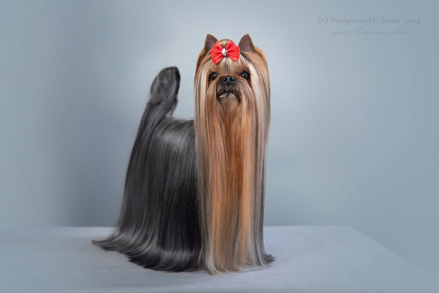  SHERSHELAFAM TALISMAN — Labaza DogPedigree YorkshireTerrier