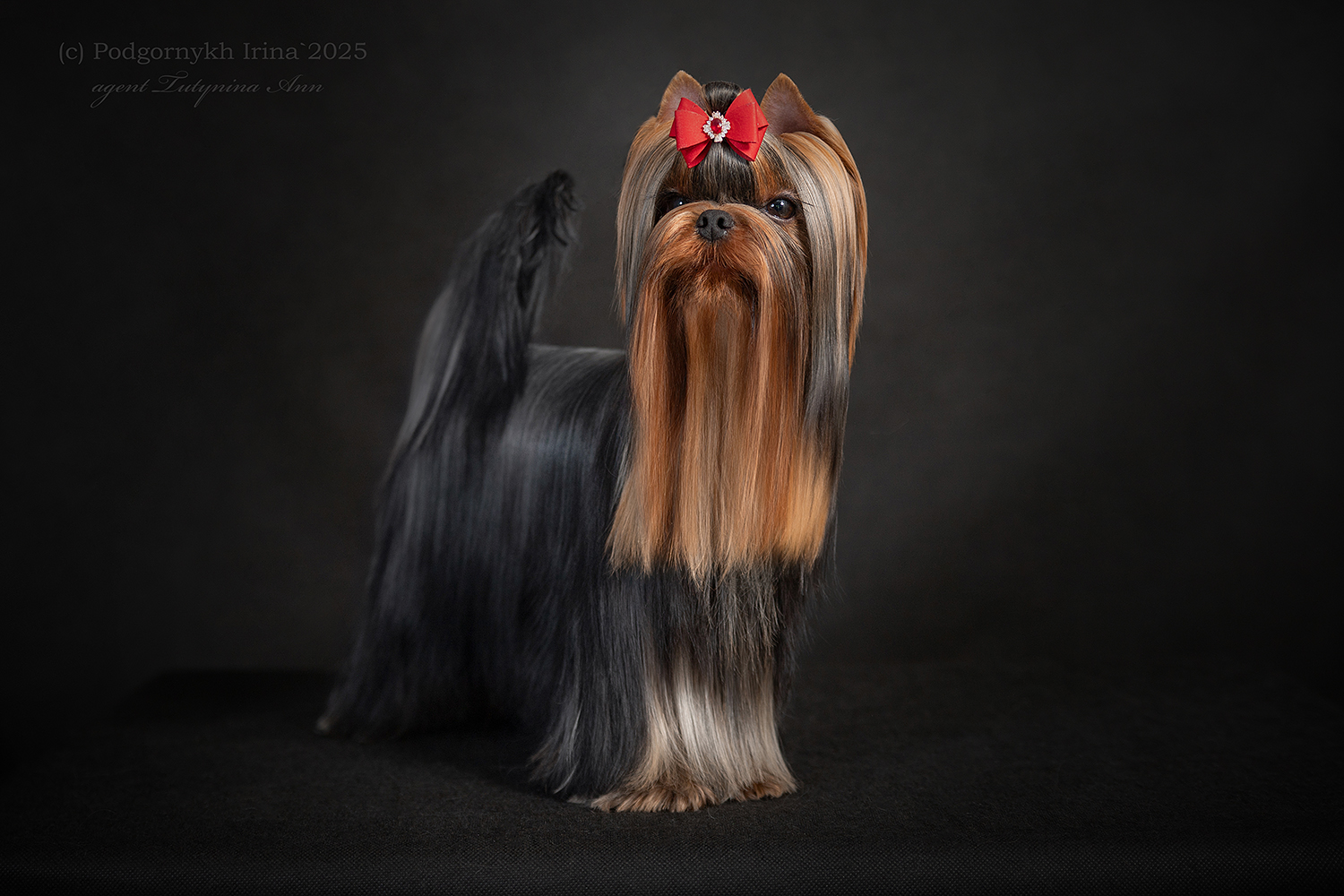 Laranta LARANTA MARCHELLO MIO — Labaza DogPedigree YorkshireTerrier