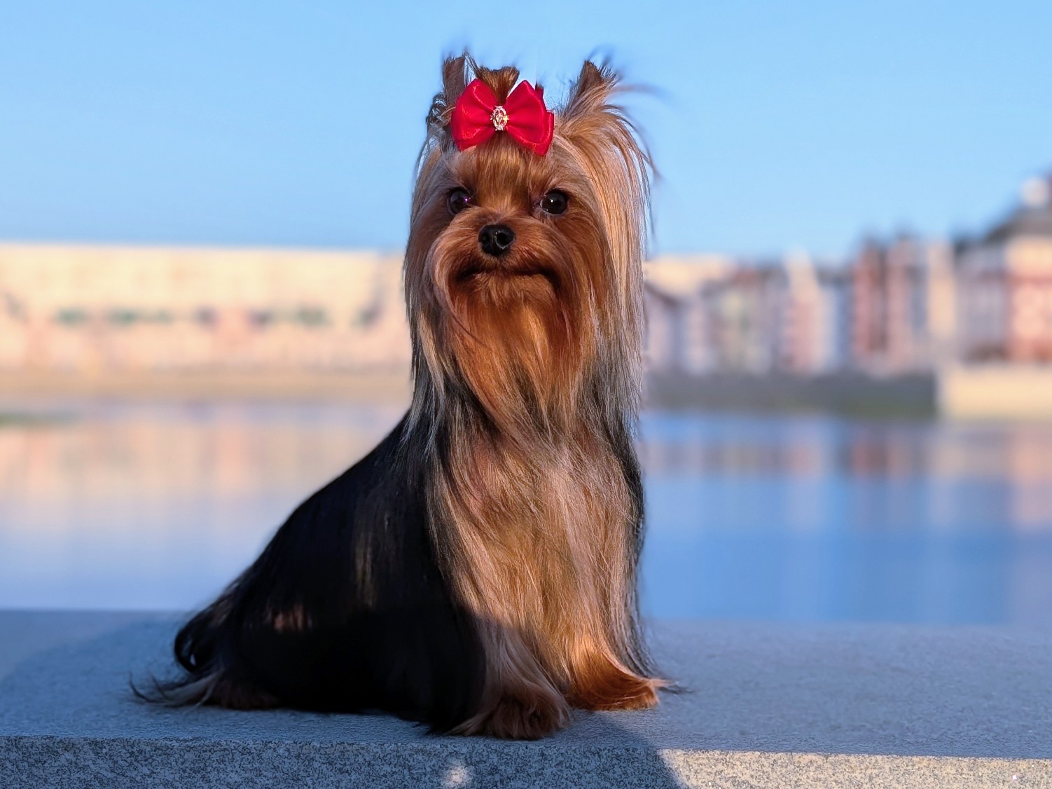  STREET FLASH GREAT GATSBY — Labaza DogPedigree YorkshireTerrier