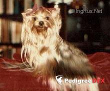 HARLEDA VON PAENBRUCH — Labaza DogPedigree YorkshireTerrier