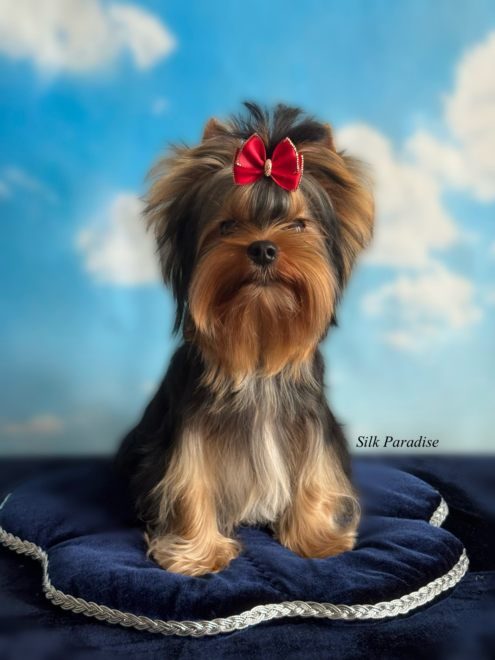 Silk Paradise SILK PARADISE VERSACE — Labaza DogPedigree YorkshireTerrier