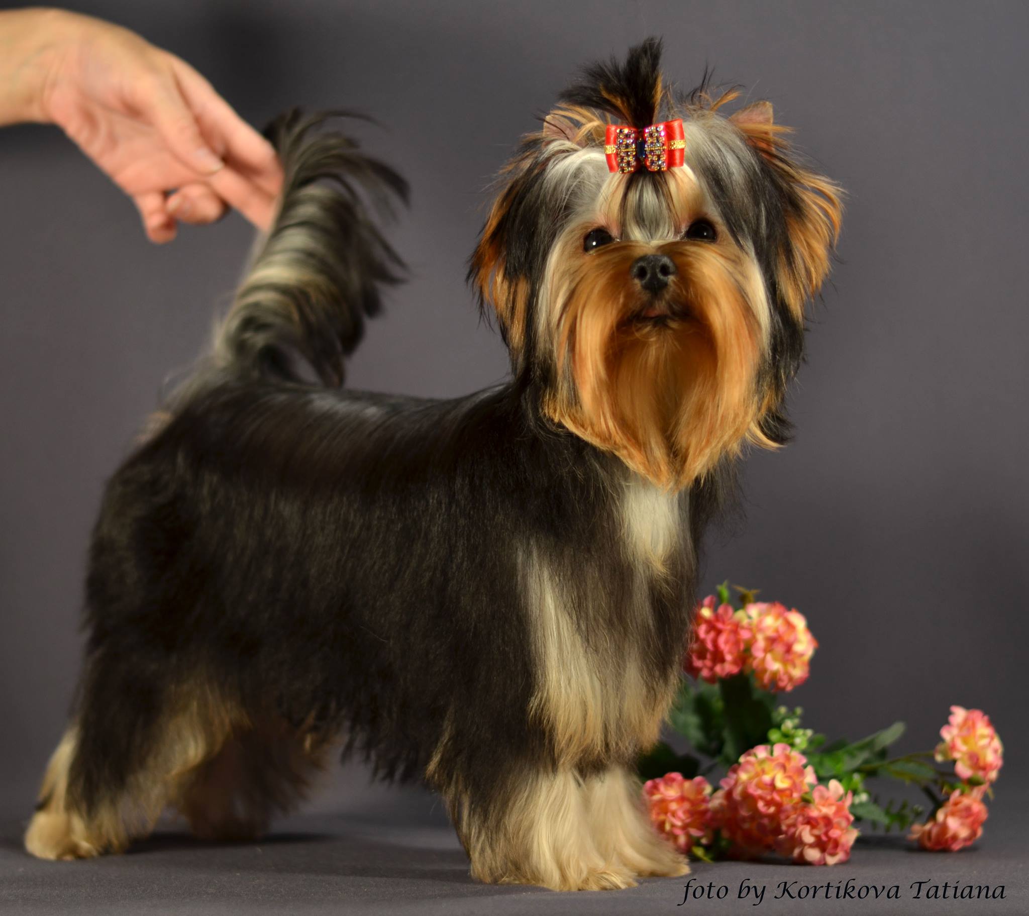 Emma`s Caprice ORNELLA RUSSIAN COQUETTE EMMA'S CAPRICE — Labaza DogPedigree YorkshireTerrier