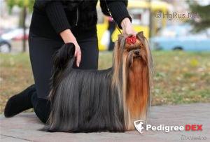 BLUE DELIGHT KENDLAIT BLUE DELIGHT — Labaza DogPedigree YorkshireTerrier