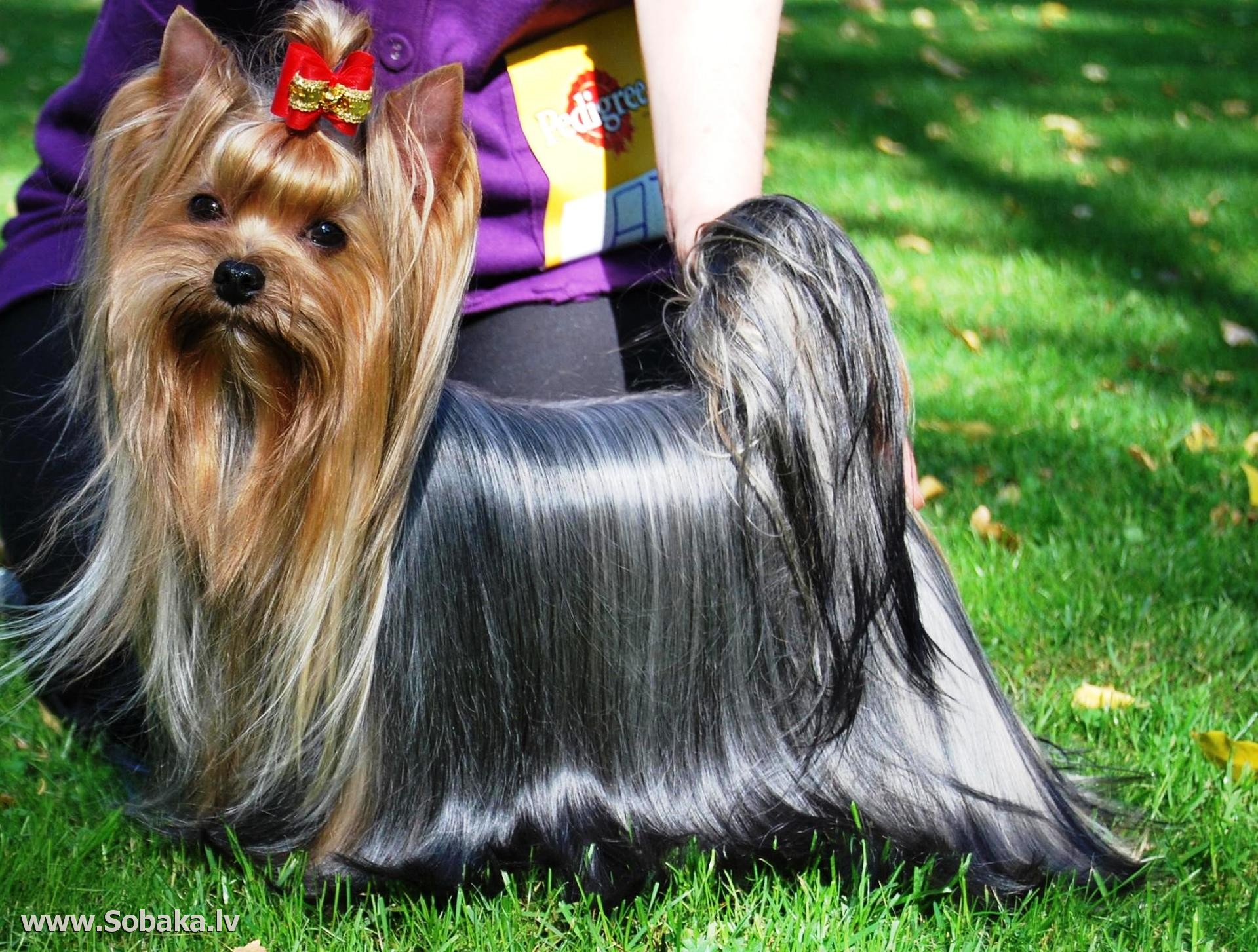 Zvezda Albiona ZVEZDA ALBIONA GOLDEN FLER — Labaza DogPedigree YorkshireTerrier