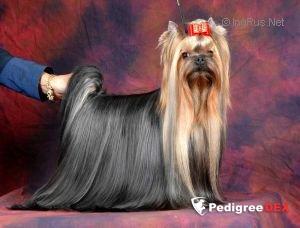  MINI SHOP SHERRY SHERRY LADY — Labaza DogPedigree YorkshireTerrier