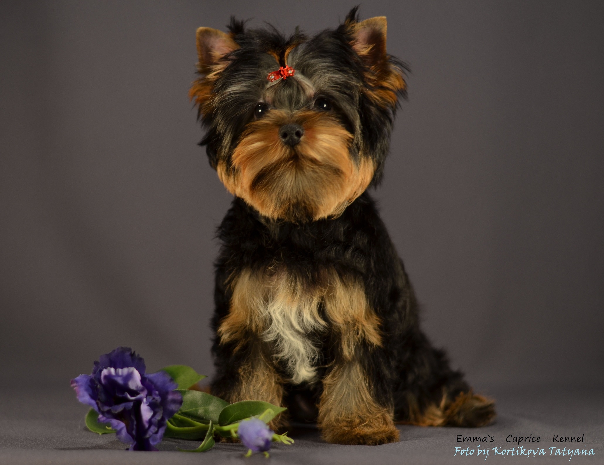 Emma`s Caprice LET IT SNOW EMMA'S CAPRICE — Labaza DogPedigree YorkshireTerrier