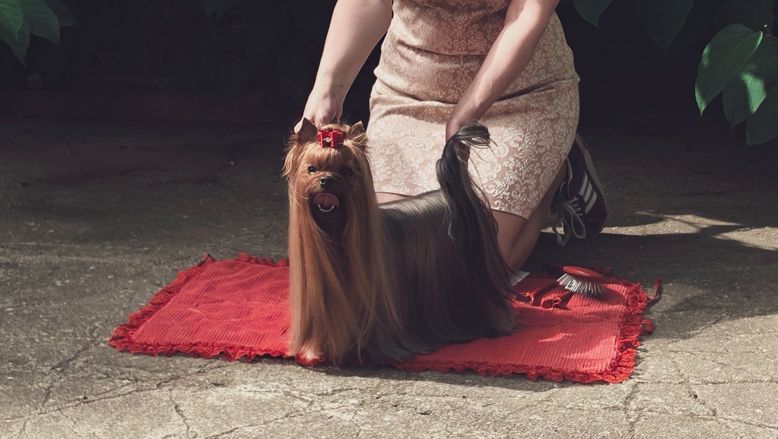 Emma`s Caprice HERMIONE GRANGER EMMA'S CAPRICE — Labaza DogPedigree YorkshireTerrier