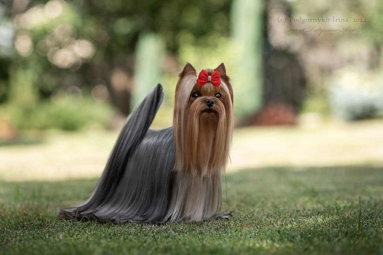 Emma`s Caprice HIGH-FLYING BY EMMA'S CAPRICE — Labaza DogPedigree YorkshireTerrier