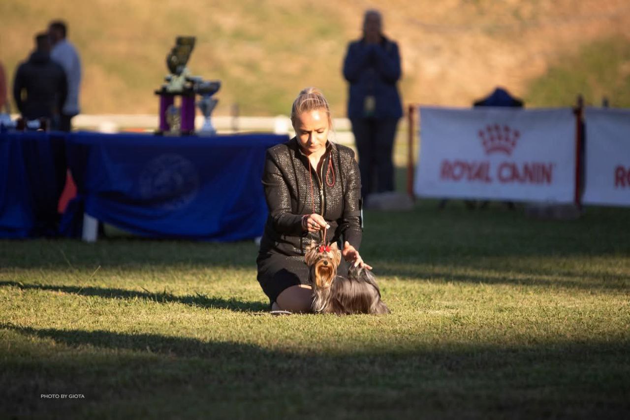 Emma`s Caprice HARMONY AND BEAUTY EMMA`S CAPRICE — Labaza DogPedigree YorkshireTerrier
