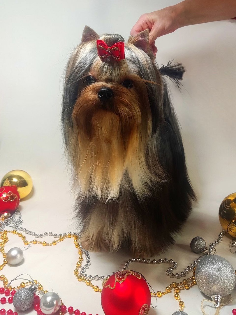 Emma`s Caprice IMPOSSIBLE IS POSSIBLE EMMA'S CAPRICE — Labaza DogPedigree YorkshireTerrier