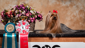 Emma`s Caprice PRECIOUS CHOISE EMMA'S CAPRICE — Labaza DogPedigree YorkshireTerrier