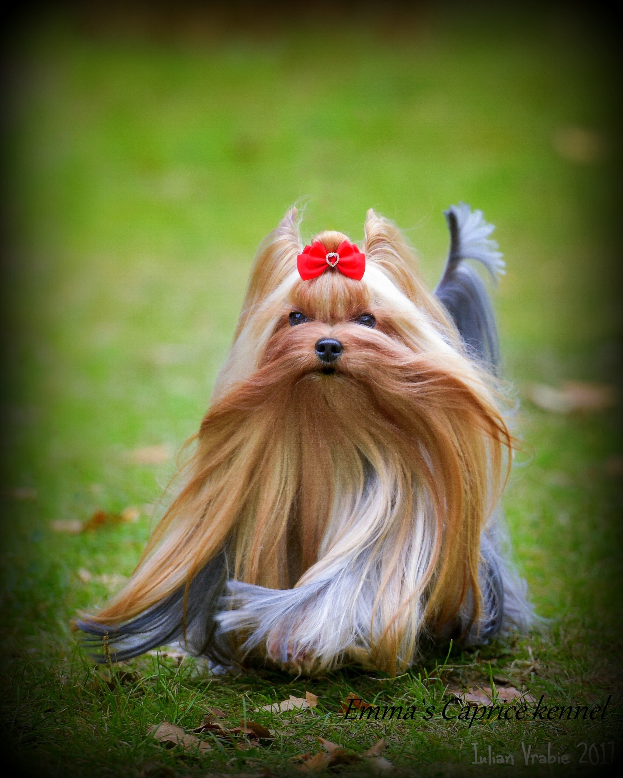 Emma`s Caprice CHOISE OF THE QUEEN EMMA'S CAPRICE — Labaza DogPedigree YorkshireTerrier