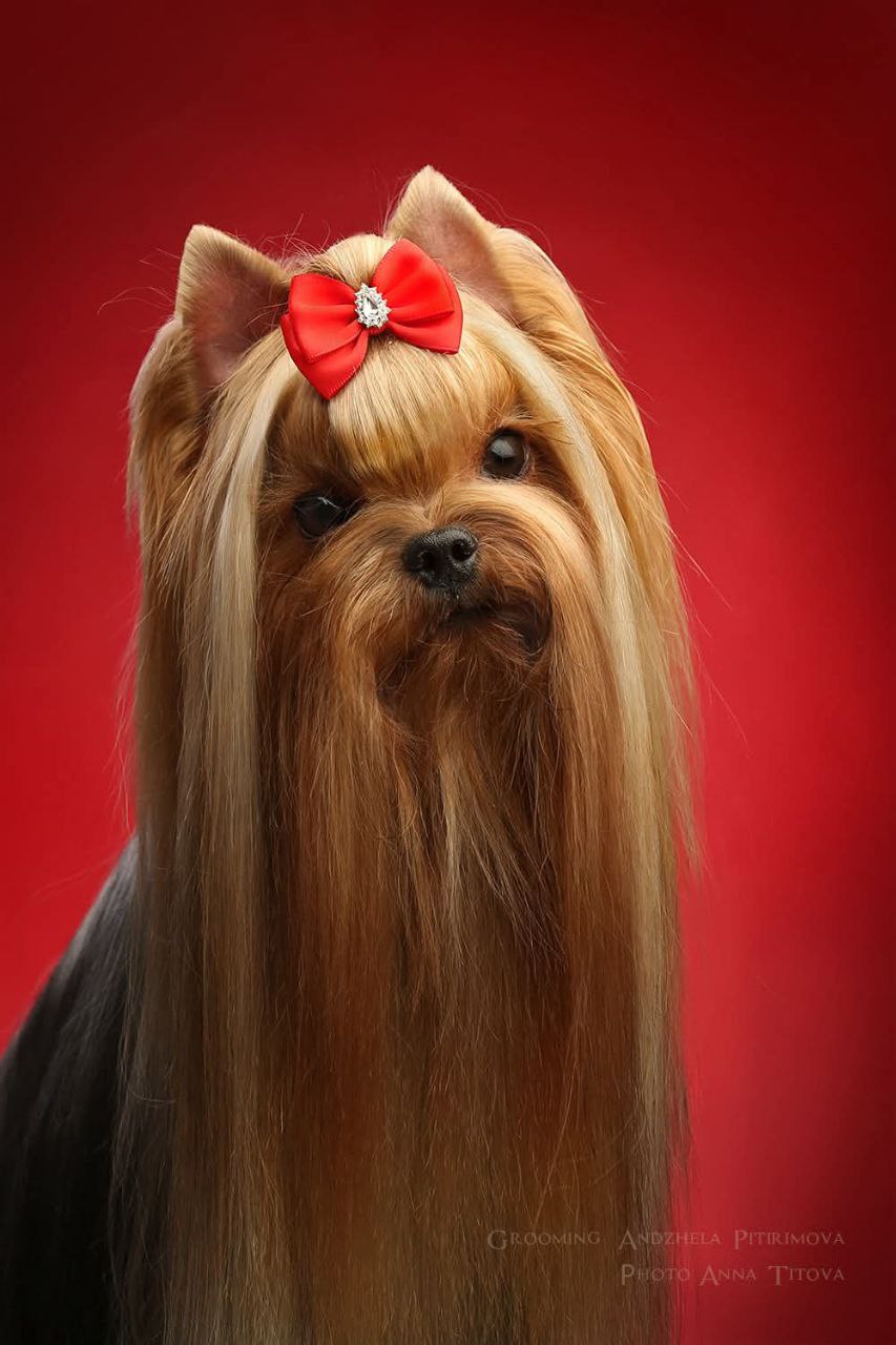 Emma`s Caprice PANNA KOTTA EMMA'S CAPRICE — Labaza DogPedigree YorkshireTerrier