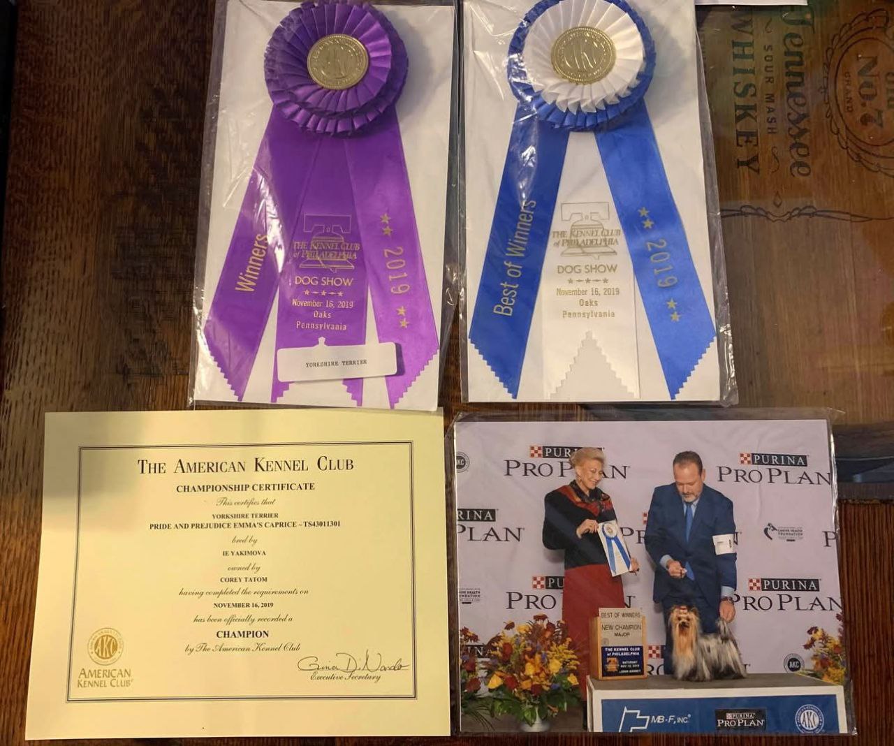 Emma`s Caprice PRIDE AND PREJUDICE EMMA'S CAPRICE — Labaza DogPedigree YorkshireTerrier