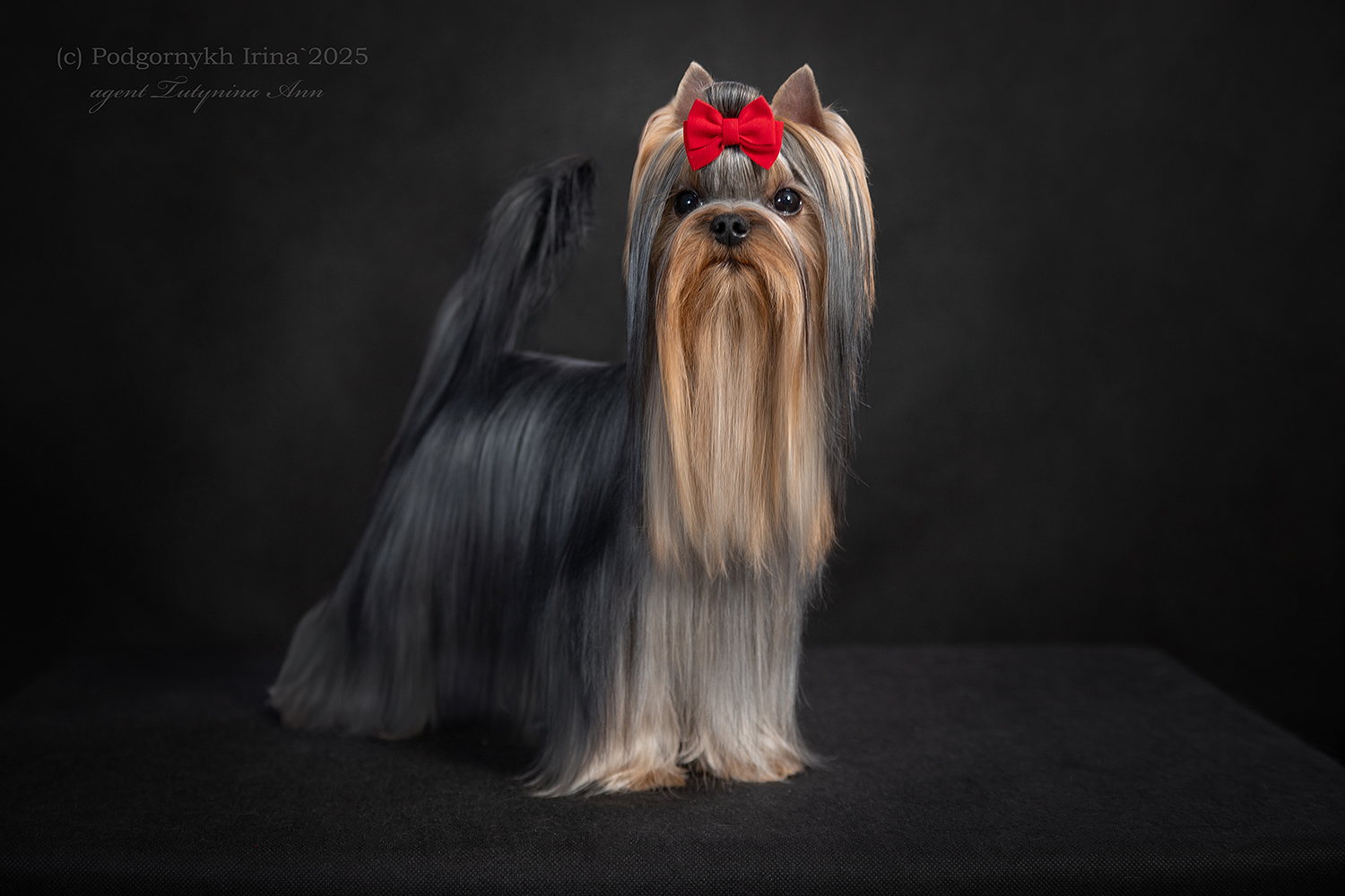 DALI KEY DALI KEY TRUFEL — Labaza DogPedigree YorkshireTerrier