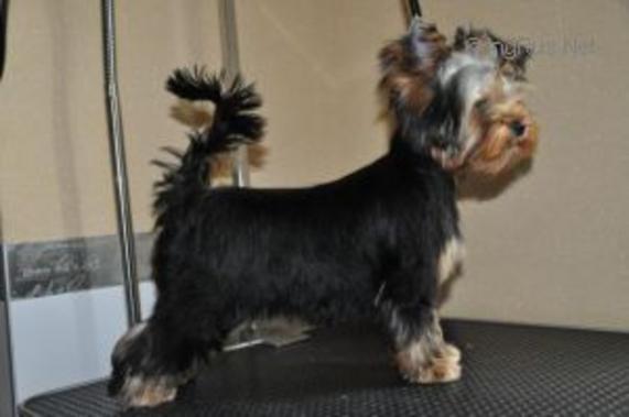  HORS DE PRIX BLUE DELIGHT — Labaza DogPedigree YorkshireTerrier