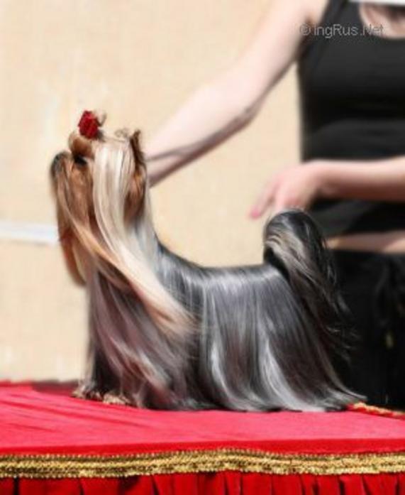 COURCHEVEL BLUE DELIGHT — Labaza DogPedigree YorkshireTerrier