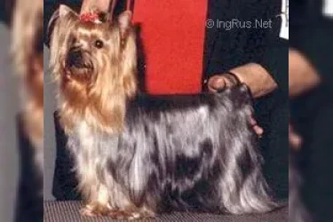 MARCRIS MY ROYAL GIRL — Labaza DogPedigree YorkshireTerrier
